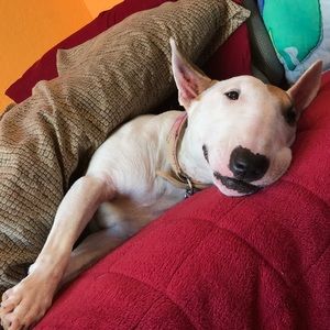 Meet your Posher, Abraham